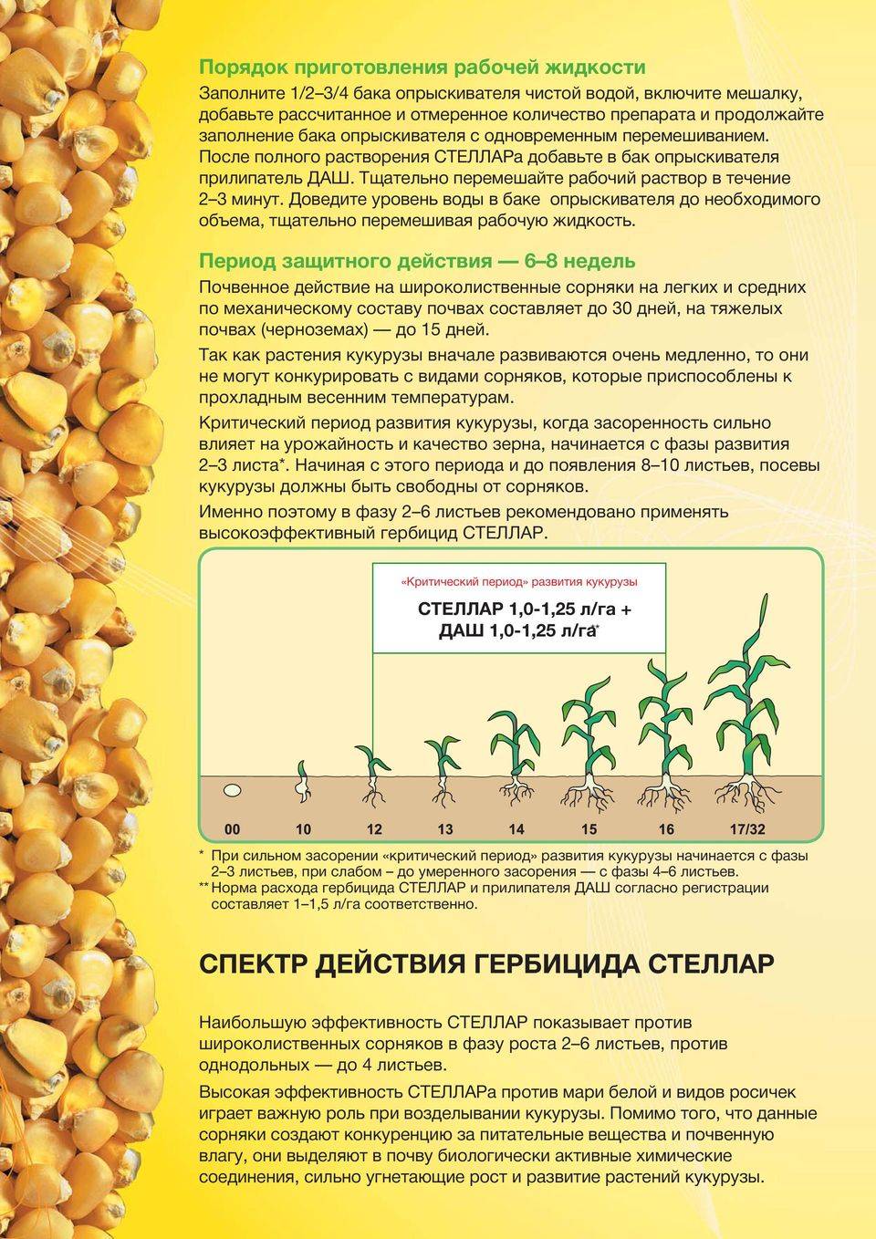 Стеллар — новый уровень системной агрозищиты саженцев кукурузы