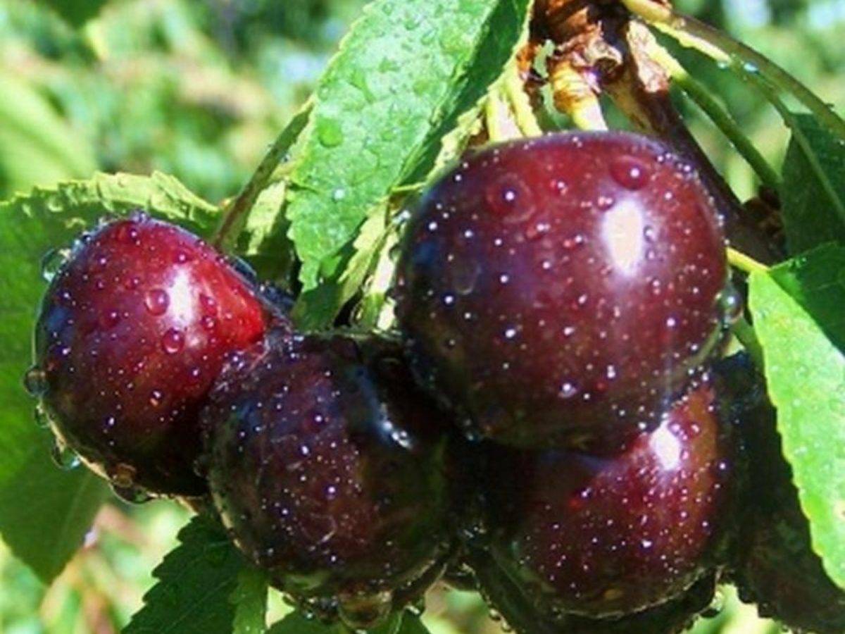 Самоплодные сорта вишни: обзор проверенных сортов для разных регионов