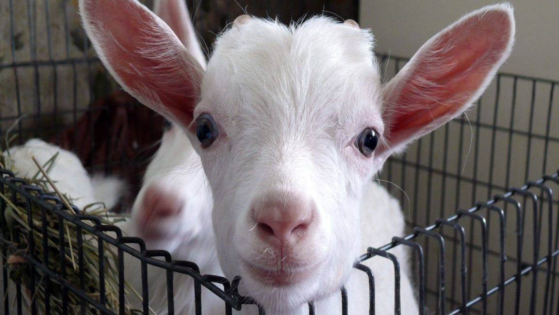 Как лечить понос у козлят и взрослых коз?