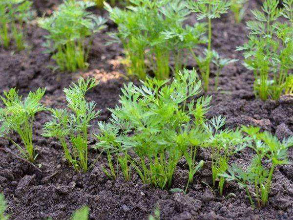 Насколько важен правильный полив моркови и как часто надо это делать? практические рекомендации огородникам