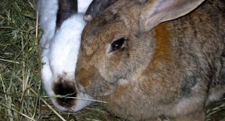 “ушастые” болезни кроликов и их лечение