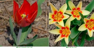 Тюльпаны: как выглядят и как вырастить