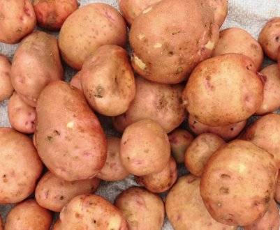 Картофель каратоп: ранний урожай для частного участка. описание, особенности, реальные отзывы