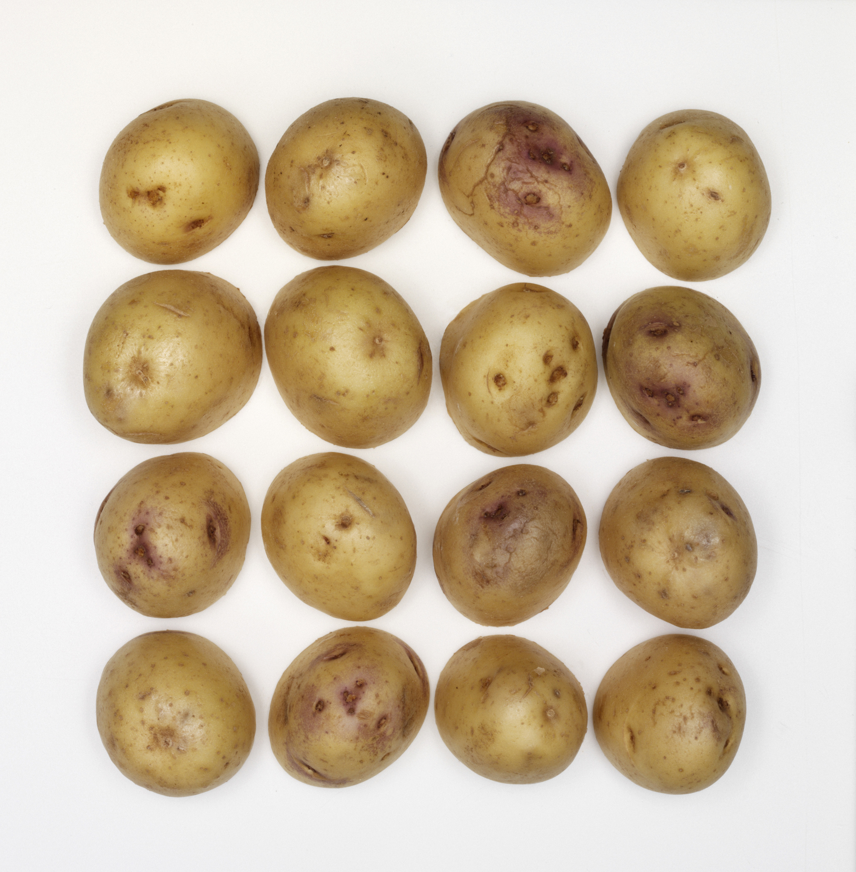 Сорт картофеля “синеглазка”