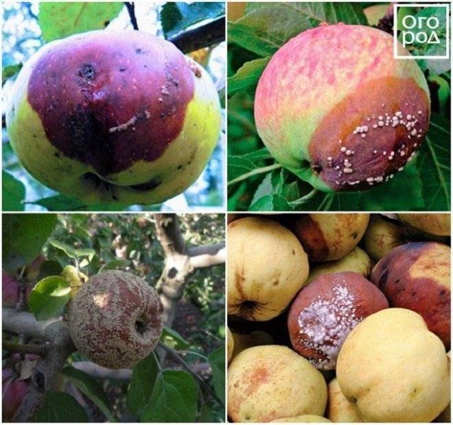 Как появляется плодовая гниль яблони? меры борьбы от специалистов