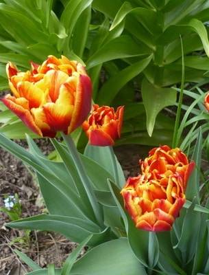 Сорта тюльпанов. фото и названия с описанием