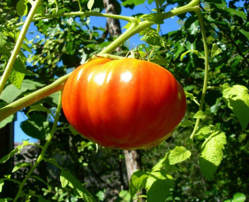 Стойкий сорт для суровых погодных условий — знаменитый томат «гордость сибири»