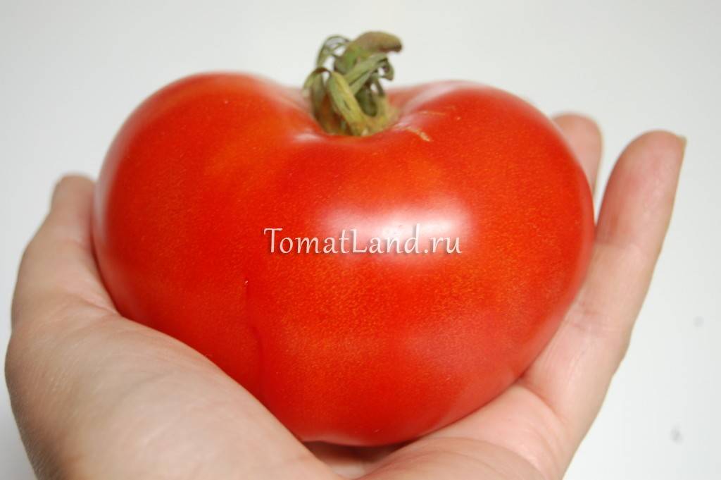 Характеристика и описание сорта томата Бабушкино, его урожайность