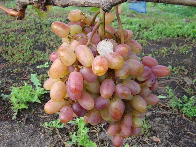 Описание и характеристики сорта винограда августин, посадка и уход, регионы выращивания