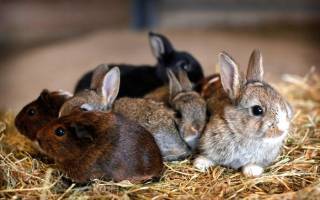 Отсадка крольчат от крольчихи: сроки и правила