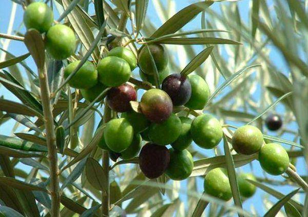 Маслины (оливки): в чём разница, польза и вред