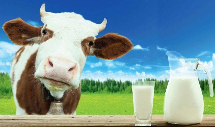 Можно ли кипятить козье молоко: правильная обработка продукта, особенности его хранения