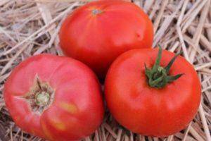 Желанный гость на вашем участке — томат «султан»: выращиваем без хлопот и наслаждаемся урожаем