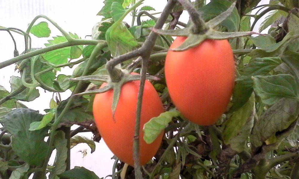 Томат марманде: характеристика и описание сорта, урожайность и отзывы с фото