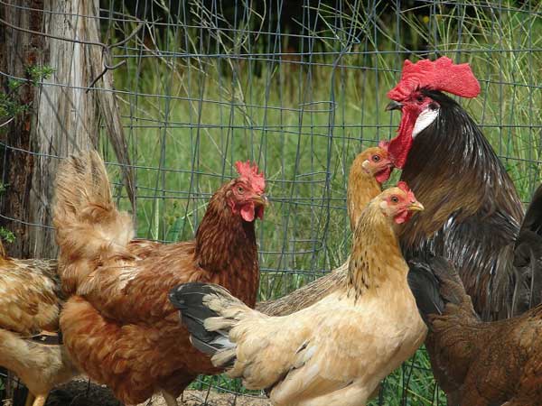 Как повысить яйценоскость домашних кур?