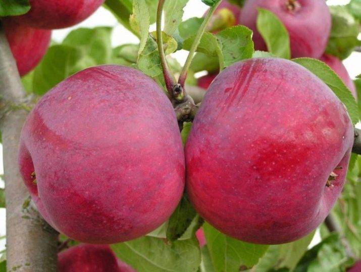 Характеристика яблони юбиляр