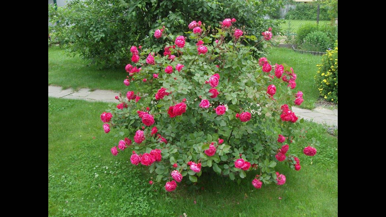 Канадские розы: описание, полная информация о разновидностях, фото
