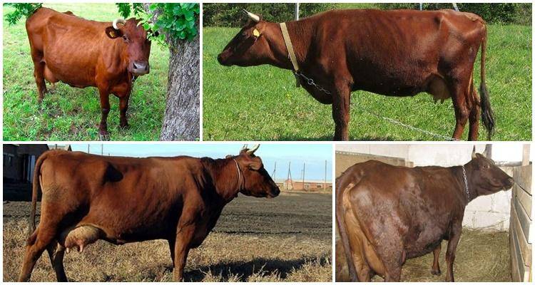 Плюсы и минусы бестужевской породы коров, рекомендации по уходу и кормлению