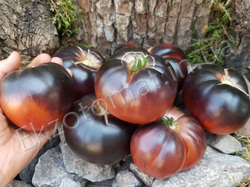 Сорт алтайский шедевр — большой и холодостойкий томат