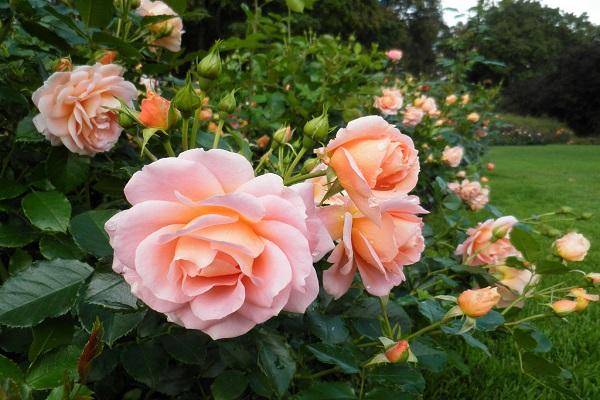 Характеристика и описание сорта розы Гейша, выращивание и уход