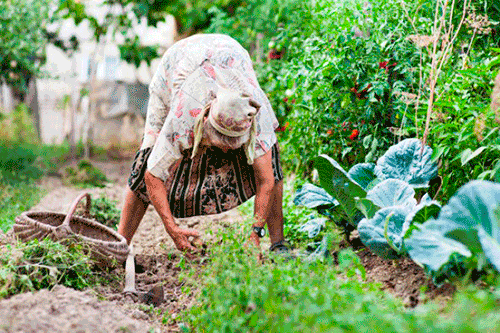 Kеросин от сорняков и вредителей на моркови — как прополоть и обработать