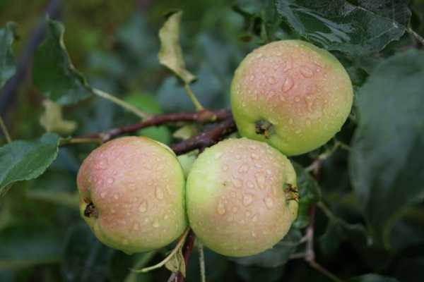 Яблоня горнист: особенности сорта и ухода
