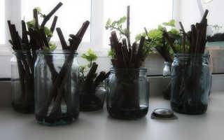 Черенкование – отличный способ размножить любимые растения