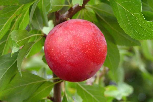 Алыча найдёна – сладкий плод без особых хлопот