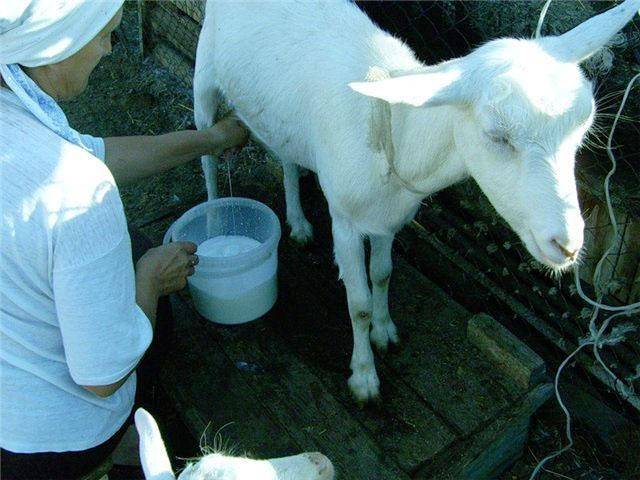 Что нужно знать о болезнях вымени у коз