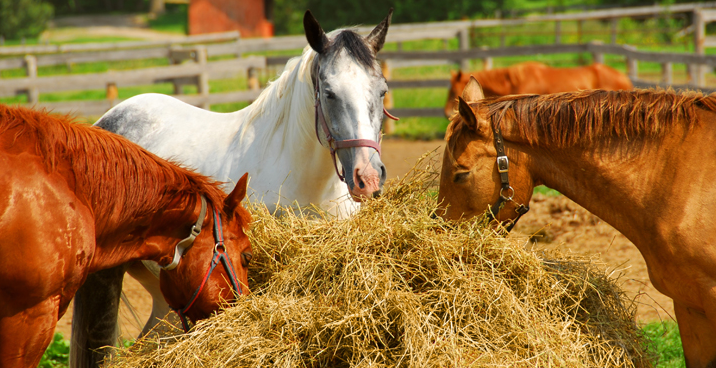 Чем кормить лошадей: рассматриваем основы рациона