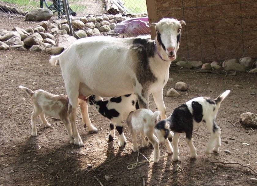Эстрофан: инструкция к препарату для коз, правила применения, возможные побочные реакции