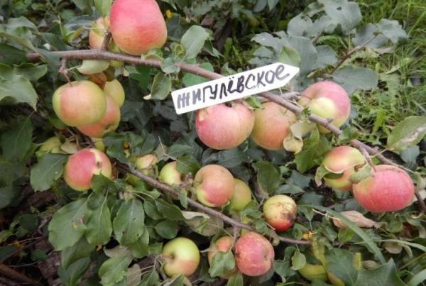 Сорт яблони веньяминовское — любимица садоводов