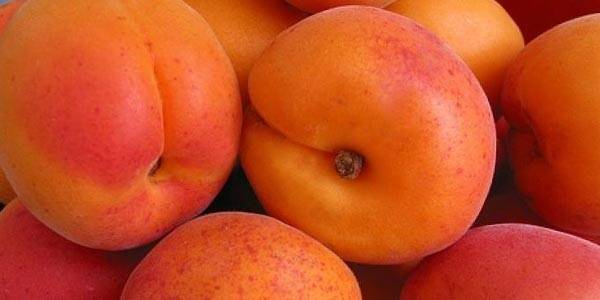 Сорт абрикоса графиня — редкий, но не последний
