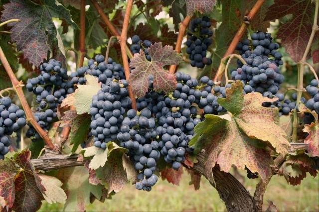 Виноград восторг: характеристики, способы выращивания и методы размножения