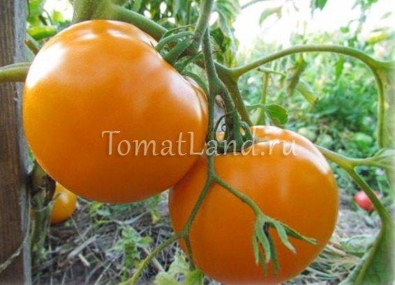 Описание сорта томатов «дамские пальчики»