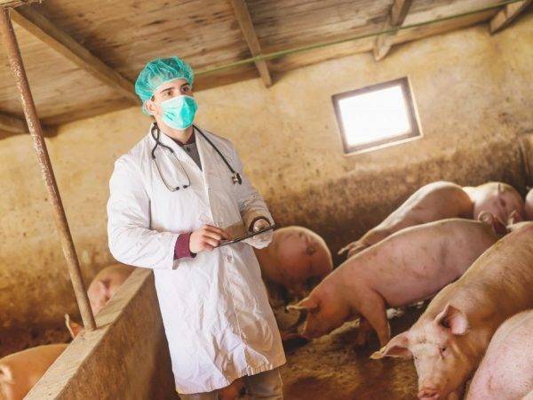 Рожа свиней и другие опасные для человека болезни с подробным описанием и методами лечения