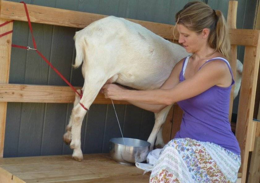 Как доить козу руками и машинным способом