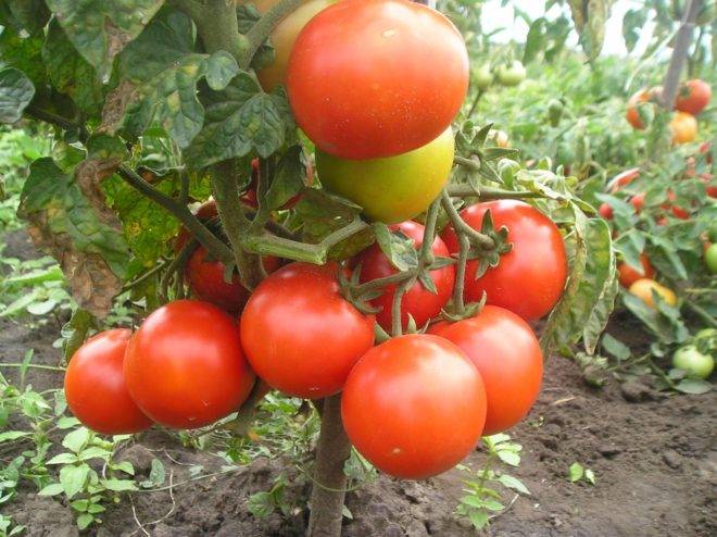 Сорт томата «буян» («боец»): описание, характеристика, посев на рассаду, подкормка, урожайность, фото, видео и самые распространенные болезни томатов