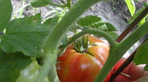 Так почему же помидоры трескаются и как предотвратить растрескивание