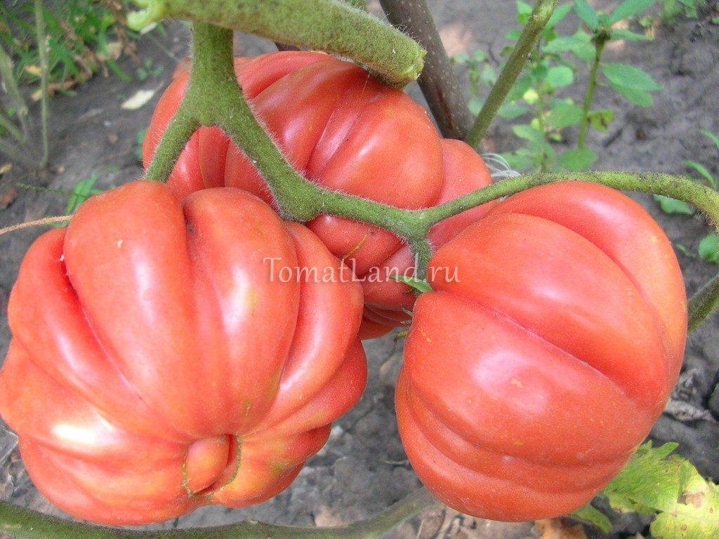 Характеристика и особенности ухода Американского ребристого томата