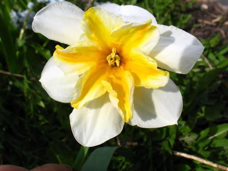 Нарцисс — виды, уход и выращивание