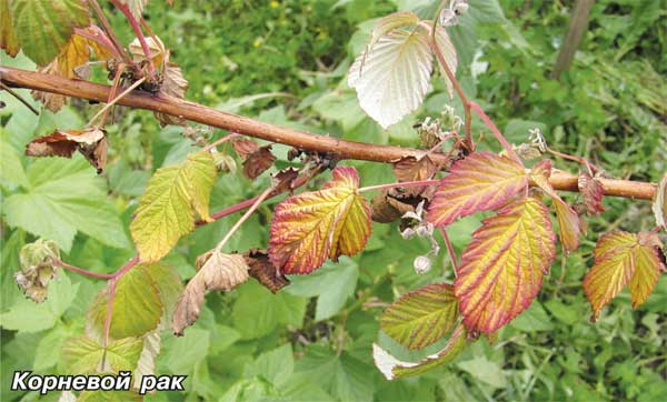 Основные причины пожелтения листьев у малины
