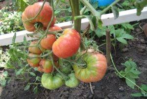 Описание сорта томата ядвига, его характеристика и выращивание
