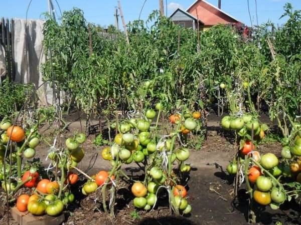 Какие растения будут хорошо расти после помидоров? можно ли сажать томаты, огурцы, капусту или перец?