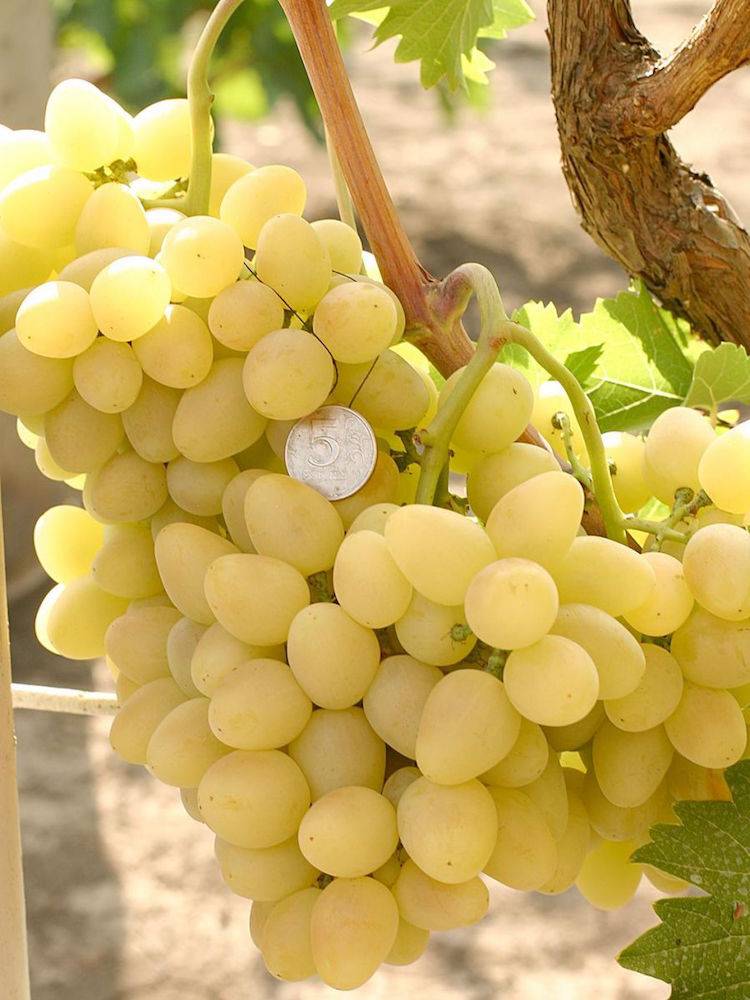 Виноград с итальянским именем — «лорано»