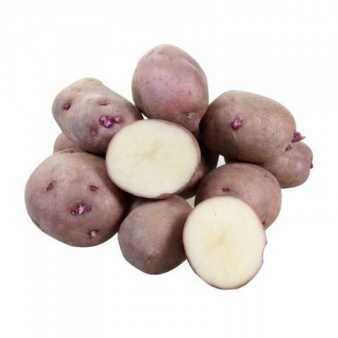 Описание картофеля красавчик: характеристики растения и клубней