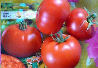 Один из самых ранних сортов томатов – французский гибрид «супернова f1»
