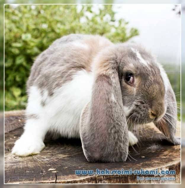 Вакцинация кроликов: от каких болезней и какими препаратами проводится?