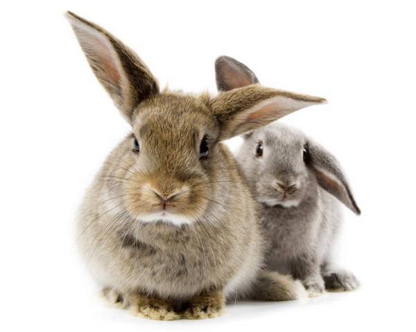 Стоит ли завести дома декоративного карликового кролика, и в чем его особенности?