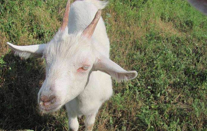 Какие бывают незаразные болезни коз: симптомы и лечение